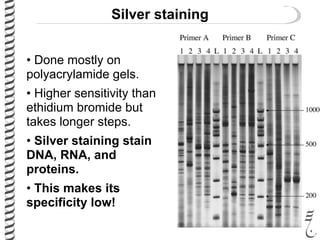 Silver staining
• Done mostly on
polyacrylamide gels.
• Higher sensitivity than
ethidium bromide but
takes longer steps.
• Silver staining stain
DNA, RNA, and
proteins.
• This makes its
specificity low!
 