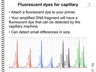 Fluorescent dyes for capillary
• Attach a fluorescent dye to your primer.
• Your amplified DNA fragment will have a
fluorescent dye that can be detected by the
capillary machine.
• Can detect small differences in size.Microsatellite Genotyping
 
