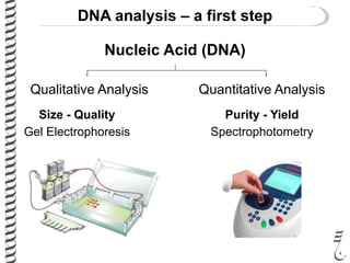 DNA analysis – a first step
Nucleic Acid (DNA)
Quantitative AnalysisQualitative Analysis
Purity - YieldSize - Quality
SpectrophotometryGel Electrophoresis
 