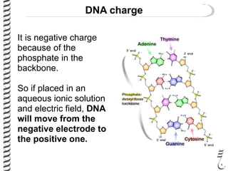 DNA charge
It is negative charge
because of the
phosphate in the
backbone.
So if placed in an
aqueous ionic solution
and electric field, DNA
will move from the
negative electrode to
the positive one.
 