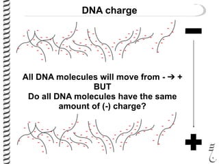 DNA charge
-
-
-
-
- -
-
-
-
-
- - -
-
-
-
-
-
- -
-
-
-
--
- - -
-
-
-
-
-
-
-
- -
-
-
--
- -
-
-
-
-
-
-
-
-
-
-
- -
-
-
-
-
-
-
-
-
-
-
- --
-
-
- -
-
- -
-
-
-
-
-
-
-
- -
-
-
-
-
- - -
-
-
-
-
-
- -
-
-
-
--
- - -
-
-
-
-
-
-
-
- -
-
-
--
- -
-
-
-
-
-
-
-
-
-
-
- -
-
-
-
-
-
-
-
-
-
-
- --
-
-
- -
-
- -
-
-
-
All DNA molecules will move from - ➔ +
BUT
Do all DNA molecules have the same
amount of (-) charge?
 
