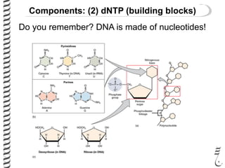 Components: (2) dNTP (building blocks)
Do you remember? DNA is made of nucleotides!
 