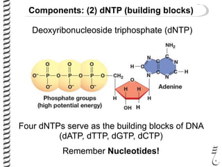 Deoxyribonucleoside triphosphate (dNTP)
H
Four dNTPs serve as the building blocks of DNA
(dATP, dTTP, dGTP, dCTP)
Remember Nucleotides!
Components: (2) dNTP (building blocks)
 