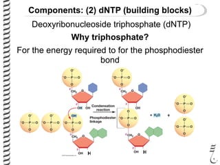 Deoxyribonucleoside triphosphate (dNTP)
Why triphosphate?
For the energy required to for the phosphodiester
bond
+
H H
Components: (2) dNTP (building blocks)
 