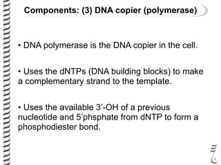 Components: (3) DNA copier (polymerase)
• DNA polymerase is the DNA copier in the cell.
• Uses the dNTPs (DNA building blocks) to make
a complementary strand to the template.
• Uses the available 3’-OH of a previous
nucleotide and 5’phsphate from dNTP to form a
phosphodiester bond.
 