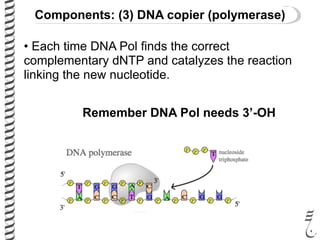 Components: (3) DNA copier (polymerase)
• Each time DNA Pol finds the correct
complementary dNTP and catalyzes the reaction
linking the new nucleotide.
Remember DNA Pol needs 3’-OH
 