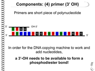 Primers are short piece of polynucleotide
G
C T
A
T
T
A
G
C C TG G CA T A C T G T G
5’
5’
OH-3’
3’
In order for the DNA copying machine to work and
add nucleotides,
a 3’-OH needs to be available to form a
phosphodiester bond!
Components: (4) primer (3’ OH)
 