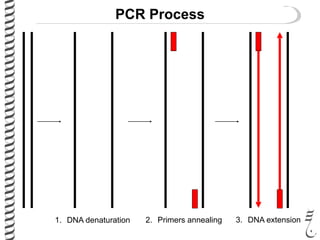 PCR Process
1. DNA denaturation 2. Primers annealing 3. DNA extension
 