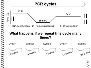 PCR cycles
1. DNA denaturation 2. Primers annealing 3. DNA extension
Temp(C)
94 C
55-65 C
72 C
What happens if we repeat this cycle many
times?
2 copies
4 copies
8 copies
16 copies
32 copies
Cycle 1 Cycle 2 Cycle 3 Cycle 4 Cycle 5
 