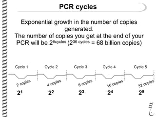 PCR cycles
21 22 23 24 25
Exponential growth in the number of copies
generated.
The number of copies you get at the end of your
PCR will be 2#cycles (236 cycles = 68 billion copies)
2 copies
4 copies
8 copies
16 copies
32 copies
Cycle 1 Cycle 2 Cycle 3 Cycle 4 Cycle 5
 