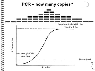 PCR – how many copies?
#DNAcopies
# cycles
Threshhold
Not enough DNA
template
No chemicals left in the
reaction tube
 