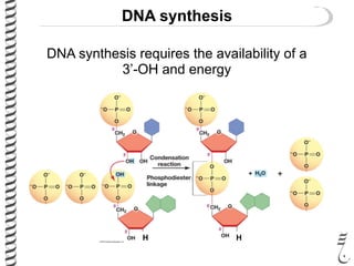 DNA synthesis
+
H H
DNA synthesis requires the availability of a
3’-OH and energy
 