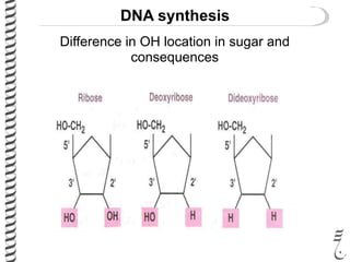 DNA synthesis
Difference in OH location in sugar and
consequences
 