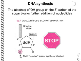 DNA synthesis
The absence of OH group on the 3’ carbon of the
sugar blocks further addition of nucleotides
 