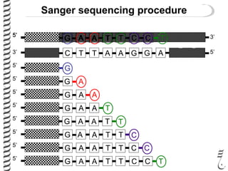 3’5’5’5’
G5’
G A5’
AG A5’
AG A T5’
AG TA TAG TA T5’
C C5’
AG CTA TAG CTA T T5’
C
Sanger sequencing procedure
AG TA TGAATTC3’ 5’
5’
G
5’
G A
5’
AG A
5’
AG A T
5’
AG TA T
AG TA T5’
C
C5’
AG CTA T
AG CTA T T5’
C
 