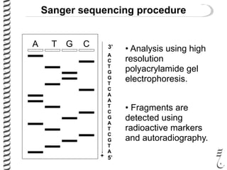 A T G C
+
3’
5’
• Analysis using high
resolution
polyacrylamide gel
electrophoresis.
• Fragments are
detected using
radioactive markers
and autoradiography.
A
C
T
G
G
T
C
A
A
T
C
G
A
T
C
G
T
A
Sanger sequencing procedure
 