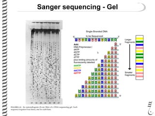 Sanger sequencing - Gel
 