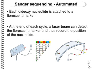 • Each dideoxy nucleotide is attached to a
florescent marker.
• At the end of each cycle, a laser beam can detect
the florescent marker and thus record the position
of the nucleotide.
Sanger sequencing - Automated
 