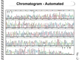 Chromatogram - Automated
 