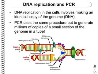 DNA replication and PCR
• DNA replication in the cells involves making an
identical copy of the genome (DNA).
• PCR uses the same procedure but to generate
millions of copies of a small section of the
genome in a tube!
 