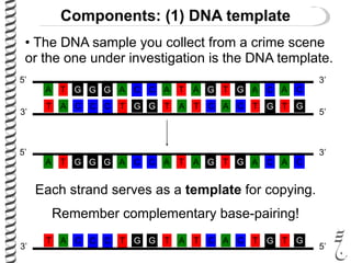 Components: (1) DNA template
• The DNA sample you collect from a crime scene
or the one under investigation is the DNA template.
G A
C T
A
T
T
A
G
C
G
C
A
T
C
G
C
G
G
C
T
A
A
T
T
A
G
C
A
T
C
G
A
T
C
G
5’
5’
3’
3’
C TT A C C TG G CA T A C T G T G
5’3’
G AA T G G AC C GT A T G A C A C
5’ 3’
Each strand serves as a template for copying.
Remember complementary base-pairing!
 