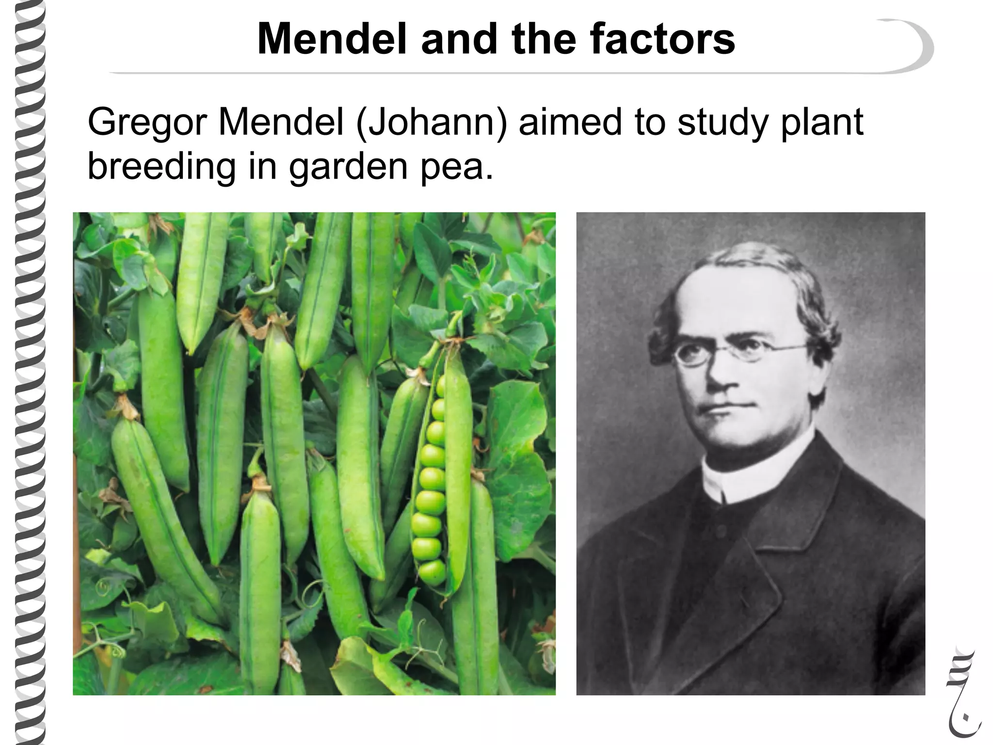 281 lec3 mendel_genetics | PPT