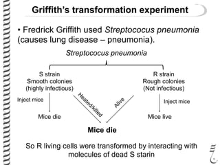 Griffith’s transformation experiment
• Fredrick Griffith used Streptococus pneumonia
(causes lung disease – pneumonia).
S strain
Smooth colonies
(highly infectious)
Streptococus pneumonia
R strain
Rough colonies
(Not infectious)
Mice die
Inject mice Inject mice
H
eated/killed
Alive
Mice die
So R living cells were transformed by interacting with
molecules of dead S starin
Mice live
 