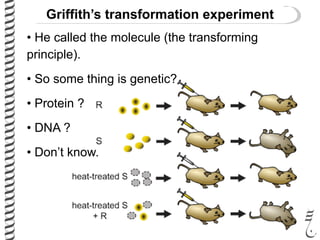 Griffith’s transformation experiment
• He called the molecule (the transforming
principle).
• So some thing is genetic?
• Protein ?
• DNA ?
• Don’t know.
 