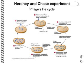 Hershey and Chase experiment
Phage’s life cycle
 