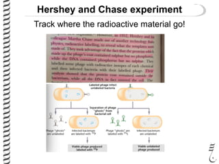 Hershey and Chase experiment
Track where the radioactive material go!
 