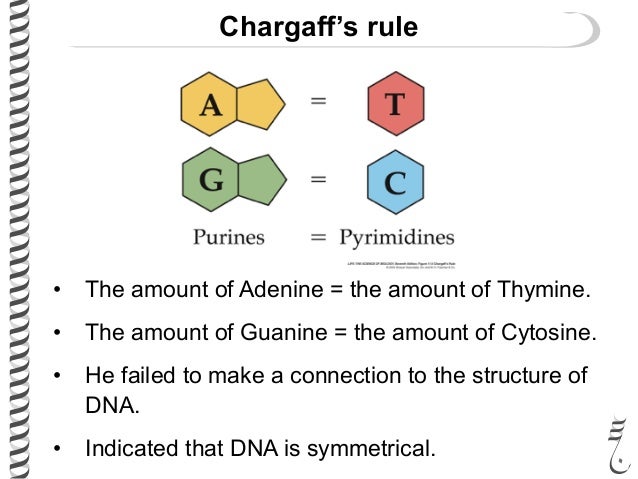 dna elements in found 5 chemical 281 helix lec6 double