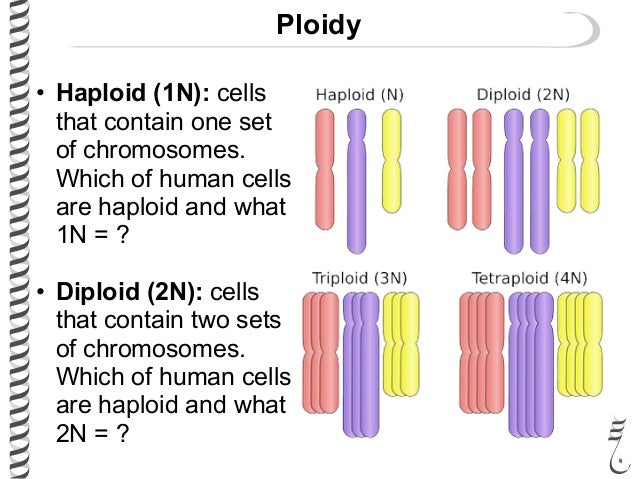 Haploid Def What Does Haploid Mean In Biology? – HOKEIG