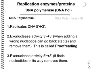1. DNA polymerase (DNA Pol)
DNA Polymerase I DNA Polymerase III
1.Replicates DNA 5’➔3’.
2.Exonuclease activity 3’➔5’ (when adding a
wrong nucleotide can go back step(s) and
remove them). This is called Proofreading.
3.Exonuclease activity 5’➔3’ (if finds
nucleotides in its way removes them.
Replication enzymes/proteins
 