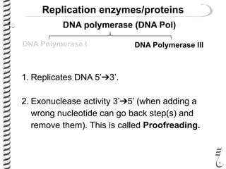 1. DNA polymerase (DNA Pol)
DNA Polymerase I DNA Polymerase III
1. Replicates DNA 5’➔3’.
2. Exonuclease activity 3’➔5’ (when adding a
wrong nucleotide can go back step(s) and
remove them). This is called Proofreading.
Replication enzymes/proteins
 