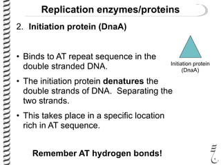 Replication enzymes/proteins
2. Initiation protein (DnaA)
• Binds to AT repeat sequence in the
double stranded DNA.
• The initiation protein denatures the
double strands of DNA. Separating the
two strands.
• This takes place in a specific location
rich in AT sequence.
Remember AT hydrogen bonds!
Initiation protein
(DnaA)
 