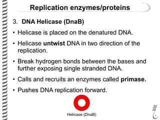 Replication enzymes/proteins
3. DNA Helicase (DnaB)
• Helicase is placed on the denatured DNA.
• Helicase untwist DNA in two direction of the
replication.
• Break hydrogen bonds between the bases and
further exposing single stranded DNA.
• Calls and recruits an enzymes called primase.
• Pushes DNA replication forward.
Helicase (DnaB)
 