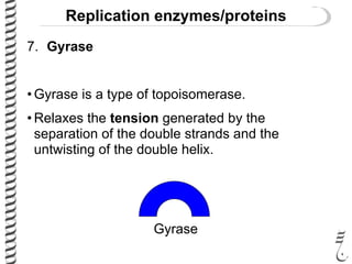 Replication enzymes/proteins
7. Gyrase
• Gyrase is a type of topoisomerase.
• Relaxes the tension generated by the
separation of the double strands and the
untwisting of the double helix.
Gyrase
 