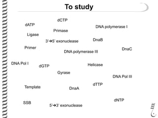 To study
Ligase
DNA polymerase I
DNA polymerase III
DNA Pol I
DNA Pol III
Gyrase
Primase
SSB
DnaA
Helicase
DnaB
DnaCPrimer
Template
dNTP
dATP
dCTP
dGTP
dTTP
5’➔3’ exonuclease
3’➔5’ exonuclease
 