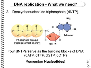 2. Deoxyribonucleoside triphosphate (dNTP)
DNA replication - What we need?
H
Four dNTPs serve as the building blocks of DNA
(dATP, dTTP, dGTP, dCTP)
Remember Nucleotides!
 
