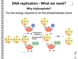 DNA replication - What we need?
Why triphosphate?
For the energy required to for the phosphodiester bond
+
H H
H H
 