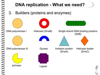 3. Builders (proteins and enzymes)
DNA replication - What we need?
DNA polymerase I
DNA polymerase III
Helicase (DnaB)
Gyrase
Single strand DNA binding proteins
(SSB)
primase Ligase
Initiation protein
(DnaA)
Helicase loader
(DnaC)
 