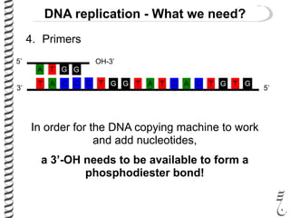 4. Primers
DNA replication - What we need?
G
C T
A
T
T
A
G
C C TG G CA T A C T G T G
5’
5’
OH-3’
3’
In order for the DNA copying machine to work
and add nucleotides,
a 3’-OH needs to be available to form a
phosphodiester bond!
 