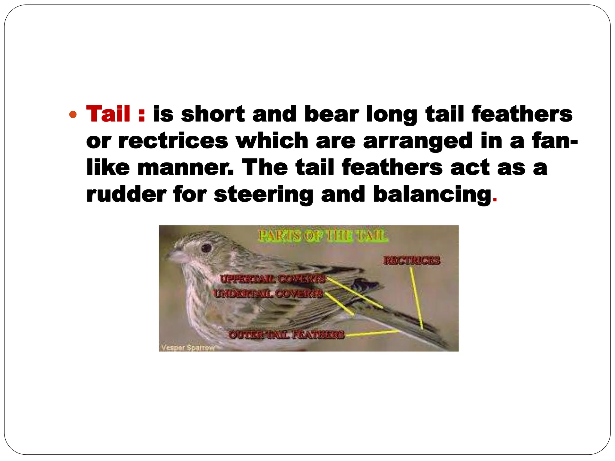 Rectrices Adaptations-in-Birds with thair nominic lecture .pptx