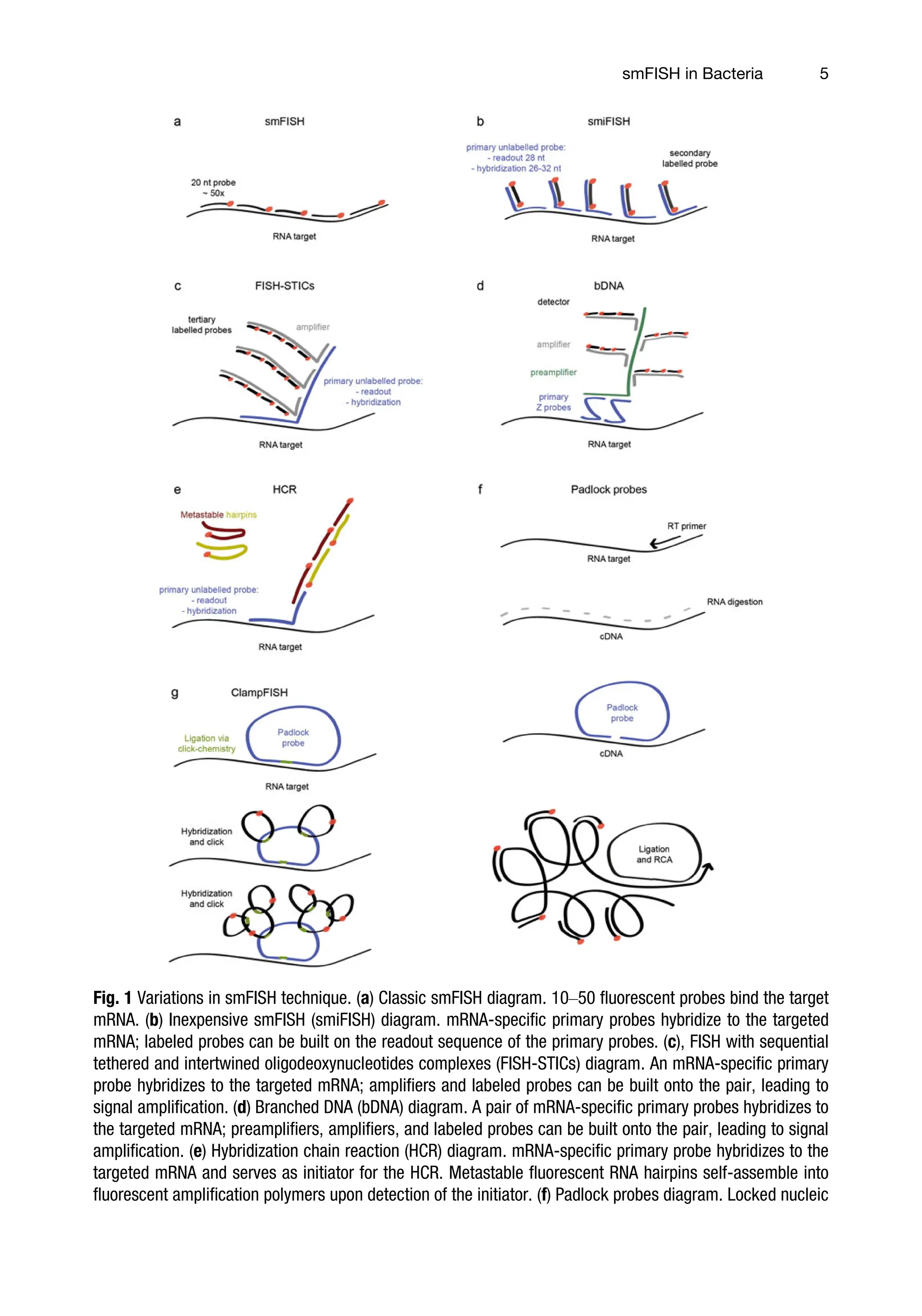 Fluorescence In Situ Hybridization Fish 2024th Edition Gal Haimovich | PDF