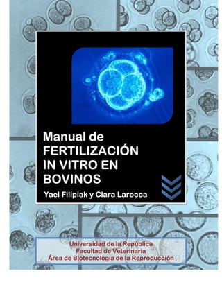 Manual de
FERTILIZACIÓN
IN VITRO EN
BOVINOS
Yael Filipiak y Clara Larocca




       Universidad de la República
          Facultad de Veterinaria
 Área de Biotecnología de la Reproducción
 