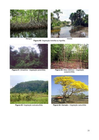 33
Mangue Vereda
Figura 40: Vegetação hidrófita ou higrófita.
Figura 41: Amazônia - Vegetação perenifólia. Figura 42: Mata Atlântica – Vegetação
subperenifólia.
Figura 43: Vegetação subcaducifolia. Figura 44: Cerrado – Vegetação caducifólia.
 