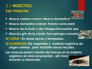 Moscon Insecto 284191305-Diapositivas-Capacitacion-Control-de-Plagas.ppt