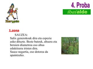 1.zona SAUZEA: Salix generokoak dira eta espezie asko dituzte. Beste batzuk, altuera eta beraien diametroa oso altua edukitzera iristen dira. Sauce negartia, oso dotorea da apaintzeko. 4. Proba 