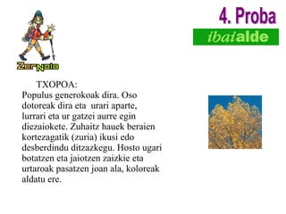 TXOPOA: Populus generokoak dira. Oso dotoreak dira eta  urari aparte, lurrari eta ur gatzei aurre egin diezaiokete. Zuhaitz hauek beraien kortezagatik (zuria) ikusi edo desberdindu ditzazkegu. Hosto ugari botatzen eta jaiotzen zaizkie eta urtaroak pasatzen joan ala, koloreak aldatu ere. 4. Proba 