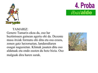TAMARIZ: Genero Tamarix-ekoa da, oso lur buztintsuen gainean agertu ohi da. Dezente masa itxiak formatu ohi ditu eta osa ezazu, zonen gatz lurzoruetan, landarediaren osagai nagusietan. Klimak jasaten ditu oso aldatuak eta ondo eusten du hotz bizia. Oso malguak dira haren surak . 4. Proba 
